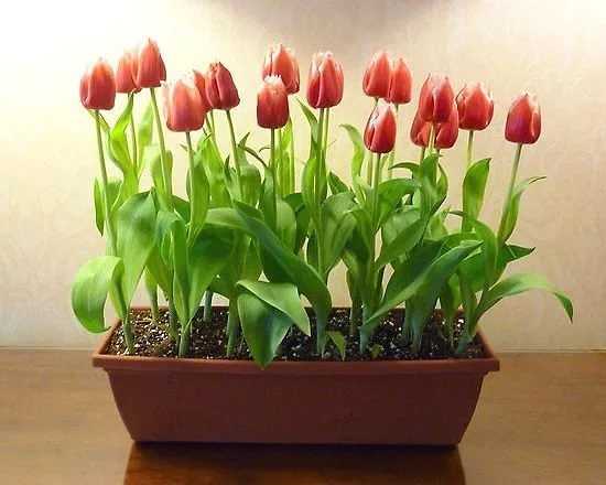 Вырастить тюльпаны к 8 марта в теплице: сроки и правила посадки, возможные проблемы Рекомендации по выбору луковиц Подготовка теплицы