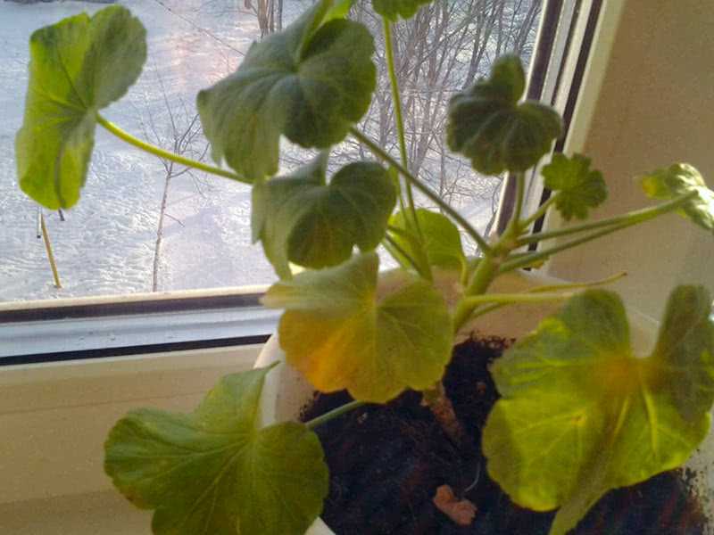 Почему желтеют листья у пеларгонии: причины и лечение