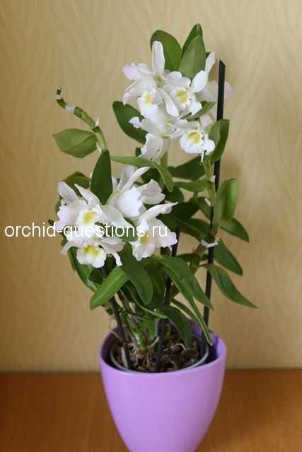 Размножение орхидеи дендробиум в домашних условиях