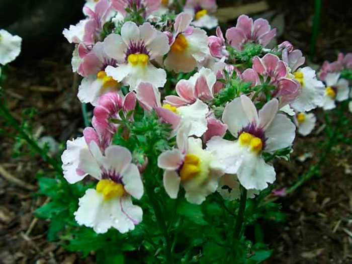 Цветок «немезия»: описание, фото, выращивание из семян, посадка и уход
