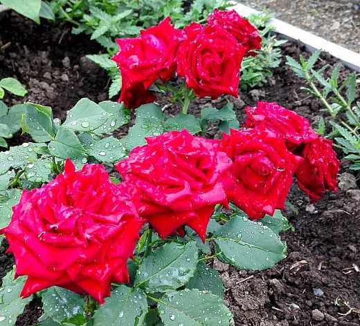 Какое удобрение подойдет комнатным розам и как правильно вносить подкормку?