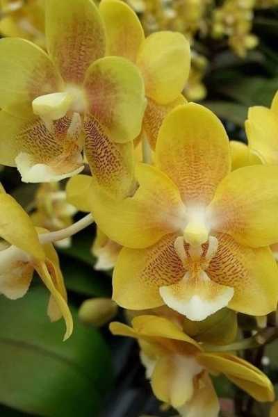 Орхидея фаленопсис: описание, условия содержания, пересадка в домашних условиях