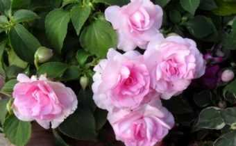 48 красивых сортов роз розового цвета с названиями и фото