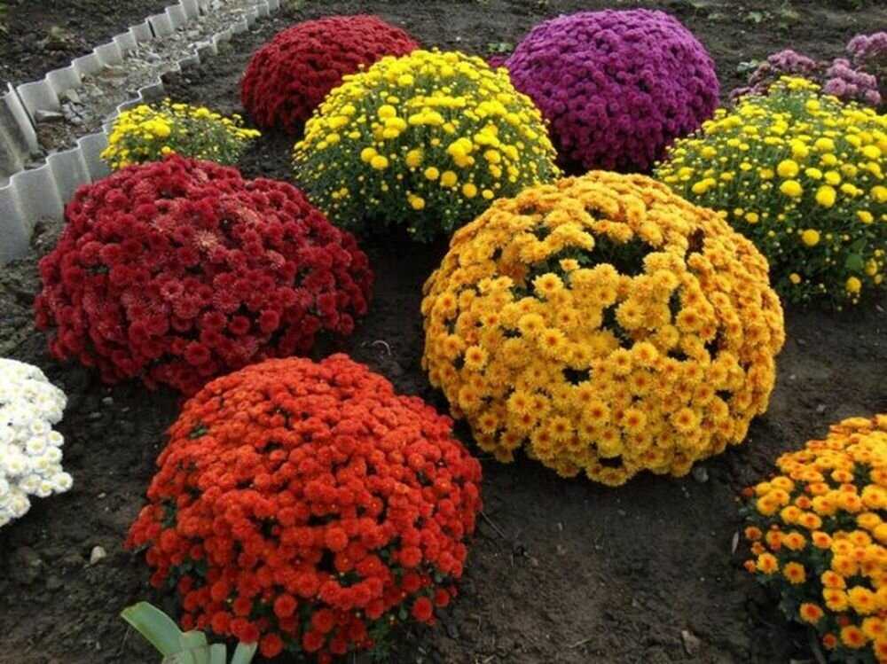 Хризантема садовая