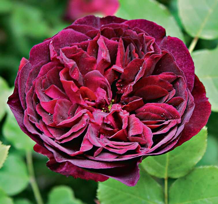 Розы английские лучшие сорта
