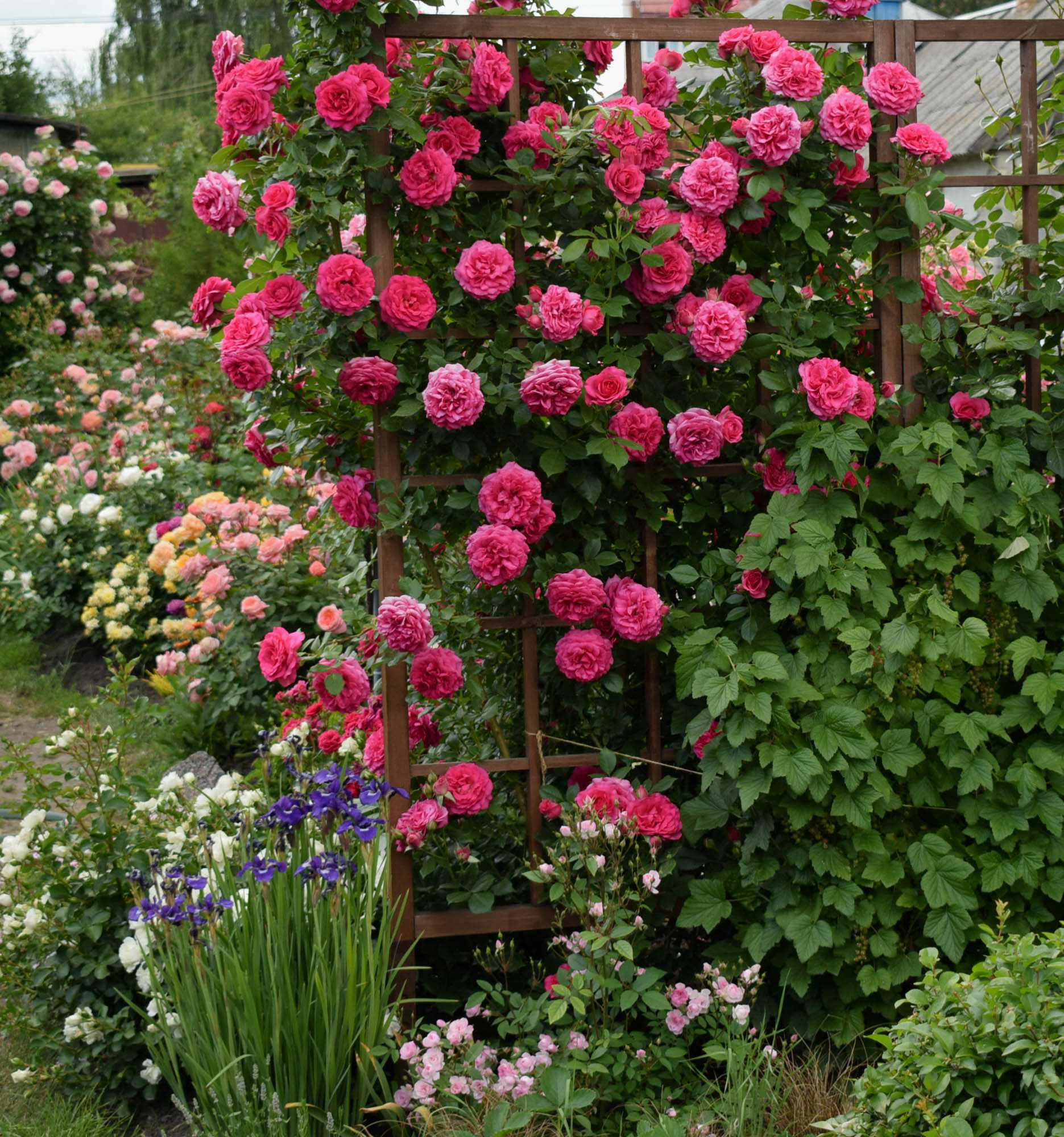 Полиантовые розы: сорта, советы по выбору и уходу