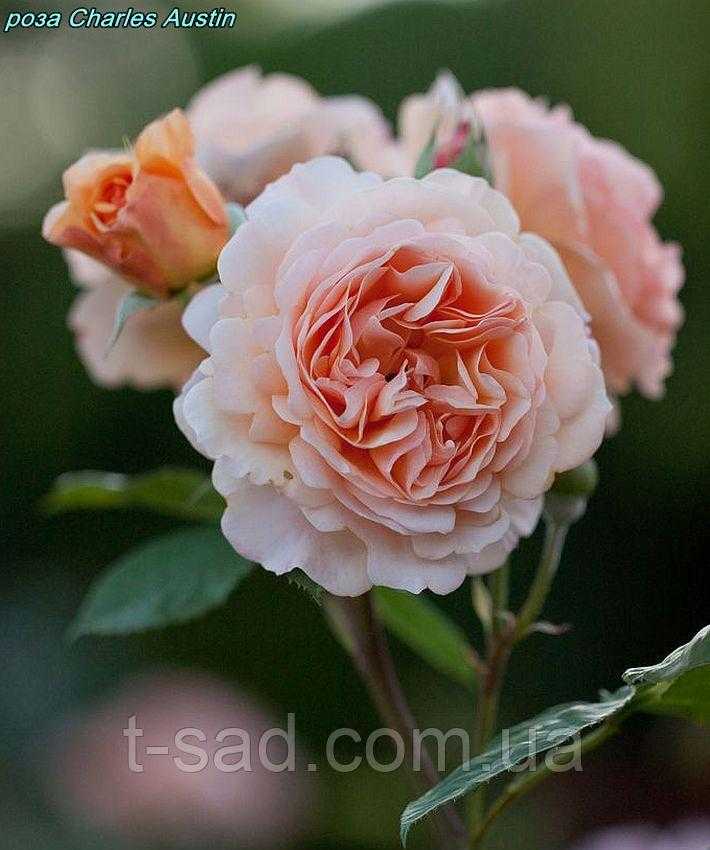 Чудесная роза клэр остин с цветками кремово-белого цвета и волшебным ароматом