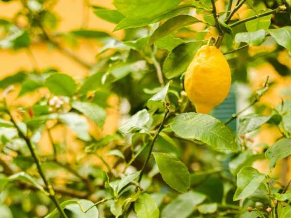 Чем хорош сорт лимона пандероза и почему его стоит выращивать