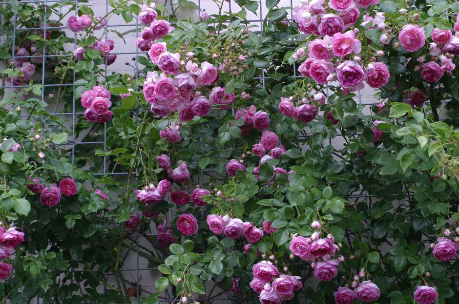Сорта плетистой розы - названия и фото лучших сортов: рамблеры, клайминги и миниатюрные