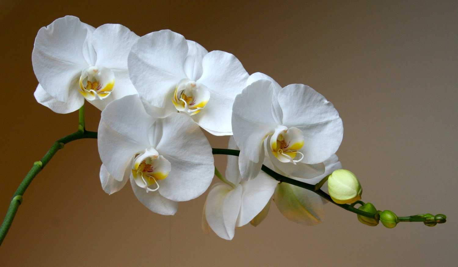 Орхидея ванда — уход и выращивание цветка в домашних условиях ?
