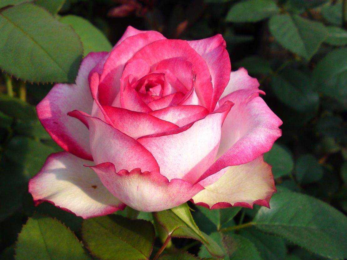 Как посадить розу маргарет меррил и уход за ней. роза принцесса маргарет описание: розы margaret merril