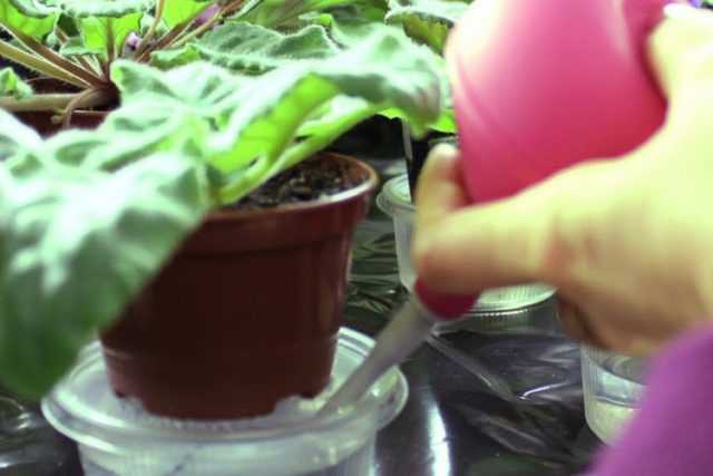 Как цветоводу вырастить стрептокарпус из семян