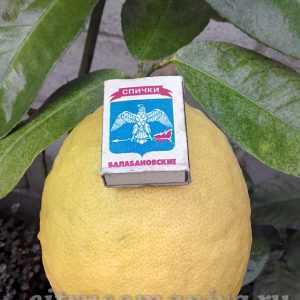 Сорт лимона пандероза: фото, отзывы, описание, характеристики.