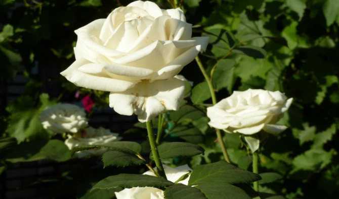 Уход за розами осенью и подготовка к зиме: обрезка, подкормка, укрытие