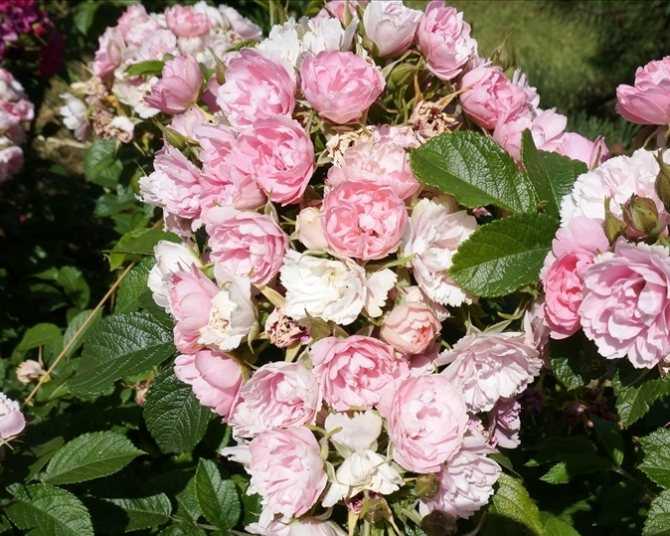 Роза морщинистая — красота необыкновенная