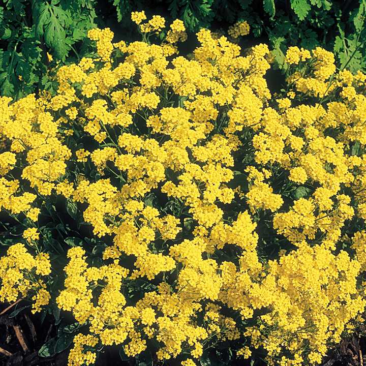Алиссум многолетний (41 фото): посадка и уход в открытом грунте, желтые и другие сорта многолетника, посадка цветка под зиму, выращивание из семян