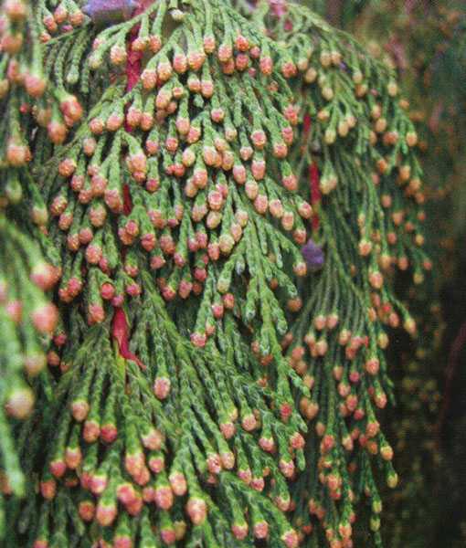 Кипарисовик лавсона колумнарис — вечнозеленый долгожитель