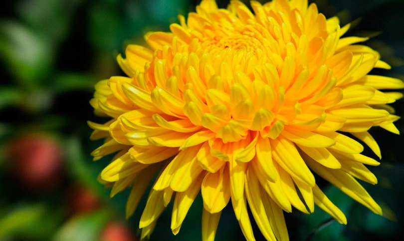 Крупноцветковая хризантема – размножение черенками, обрезка и укоренение хризантем, фото | мир садоводства