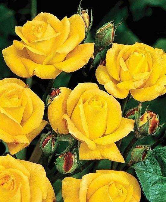 Роза флорибунда: характеристика самых роскошных сортов