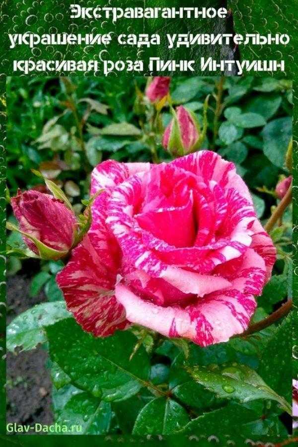 Чайно-гибридная роза «ред интуишн»: описание сорта, фото и отзывы