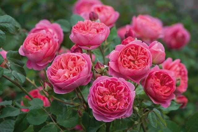 Роза Боскобель: описание кустов и цветов, особенности сорта, устойчивость к морозам, вредителям и заболеваниям Преимущества и недостатки Отзывы садоводов