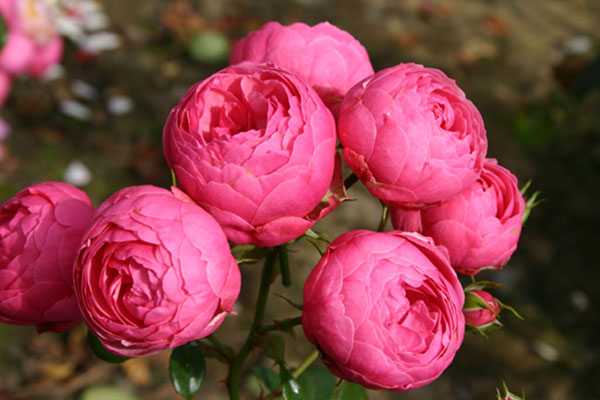 Дамасская роза (20 фото): описание сортов, особенности и запах турецких роз, характеристики цветов leda