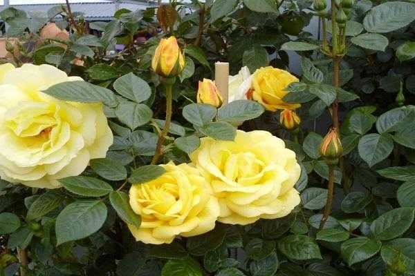 Полиантовые розы: описание 11 сортов + секреты агротехники