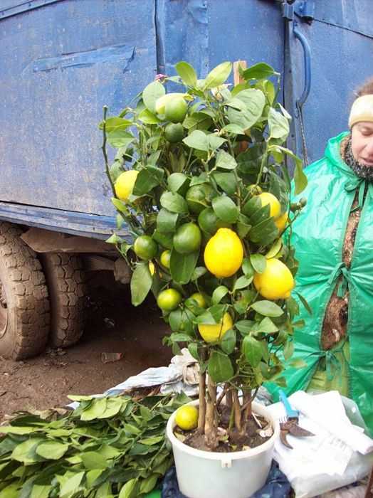 Секреты выращивания и ухода за павловским лимоном в домашних условиях