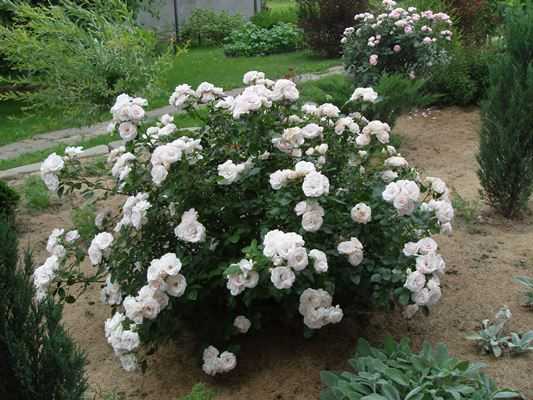 Роза аспирин: описание сорта, выращивание, уход и размножение, отзывы с фото