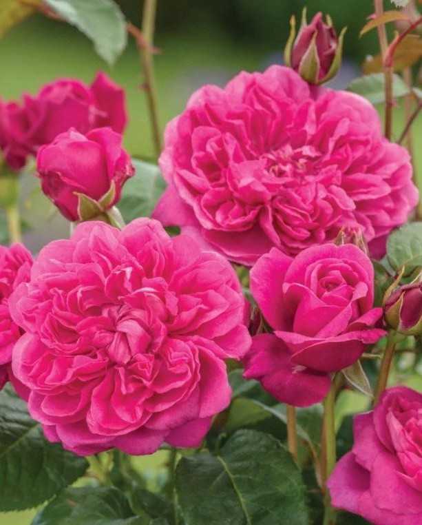 О розе боскобель (boscobel): описание и характеристики сорта роз остина