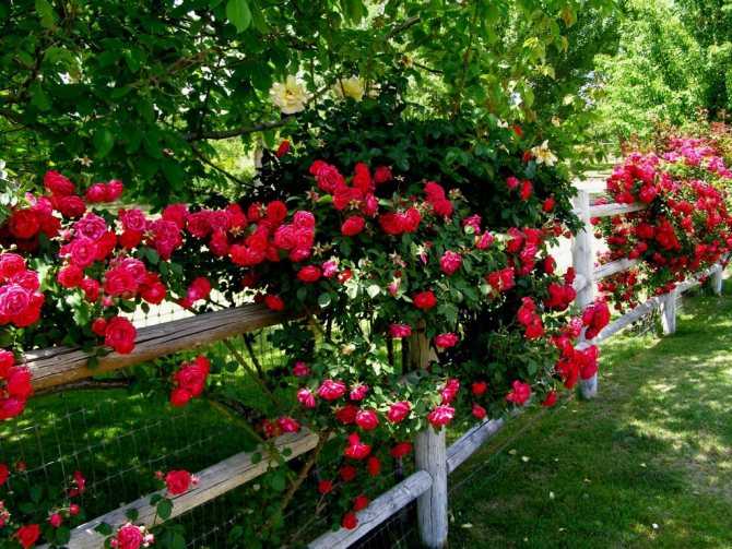 Подкормка роз весной: лучшие удобрения и правила
