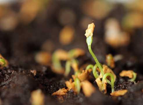 Рододендрон: посадка и уход в открытом грунте, выращивание из семян, фото