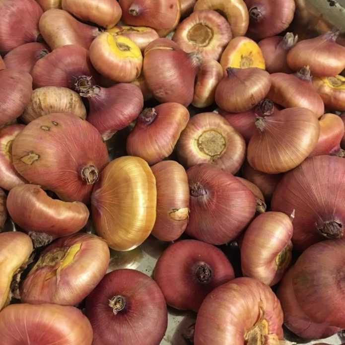 Выращивание гладиолусов из луковиц: когда сажать (фото)