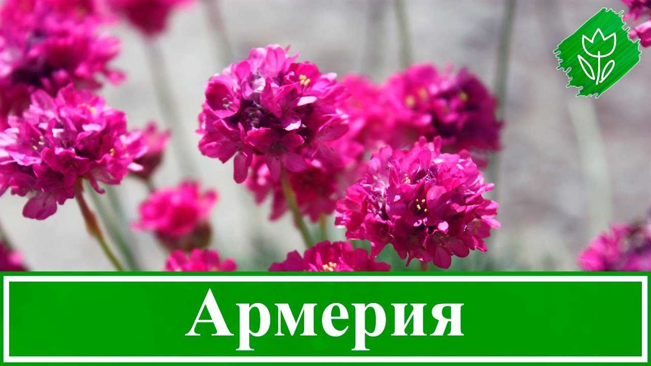 Диасция: выращивание из семян, фото, особенности ухода, советы и рекомендации - sadovnikam.ru