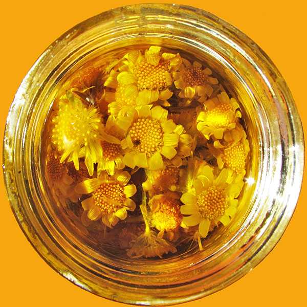 Горечавка желтая (генциана): лечебные свойства и применение травы в народной медицине