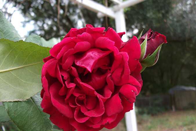 Описание английской кустовой розы сорта джульетта от селекционера дэвида остина