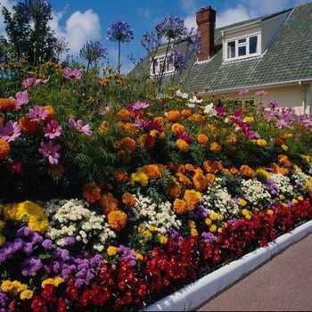 100 лучших идей: многолетние цветы для дачи и сада на фото