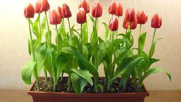 Выгонка тюльпанов к 8 марта в домашних условиях пошаговая инструкция фото видео