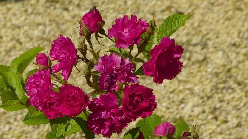 Роза гольдэльзе (goldelse) — что это за сорт флорибунда