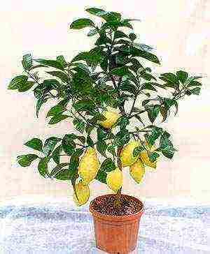 Как пересадить лимон в домашних условиях правильно — selok.info