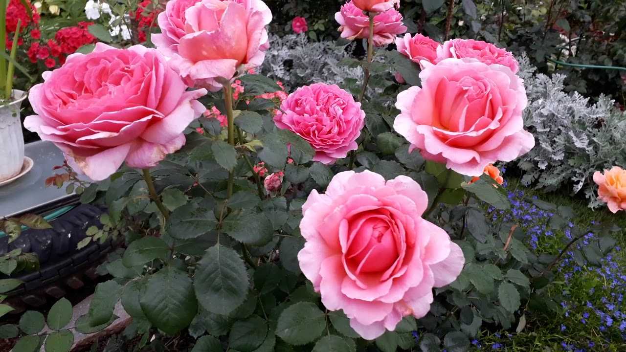 Роза принцесса александра оф кент - очарование английских форм