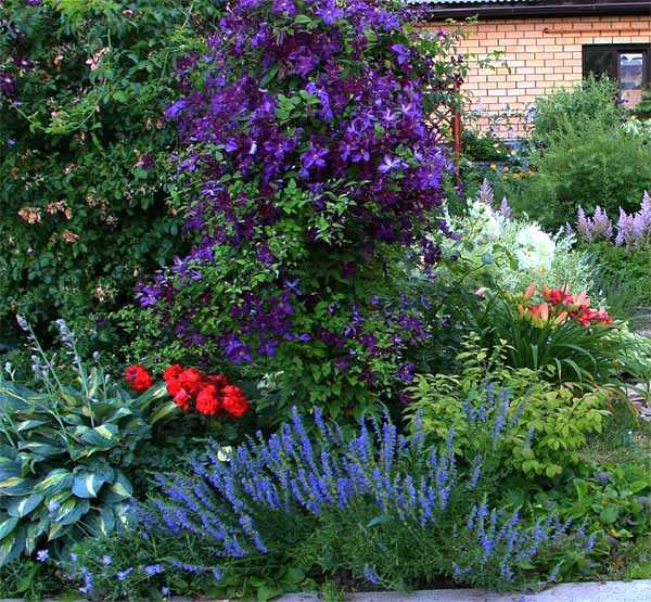 Клематисы: популярные сорта, как выглядит клематис в саду, особенности посадки и ухода