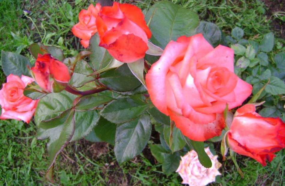 Формирование плетистой розы кустом: как правильно обрезать после цветения