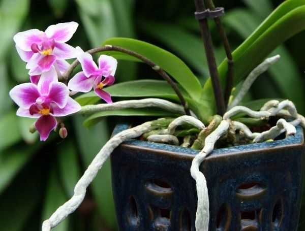 Практическое руководство, как нарастить корни у орхидеи