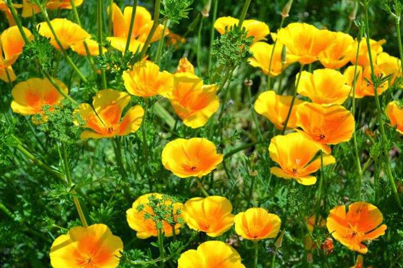 Роза флорибунда - важные нюансы выращивания