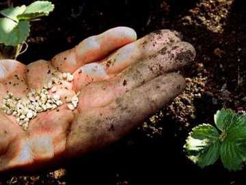 Как вырастить гортензию в домашних условиях из семян? selo.guru — интернет портал о сельском хозяйстве