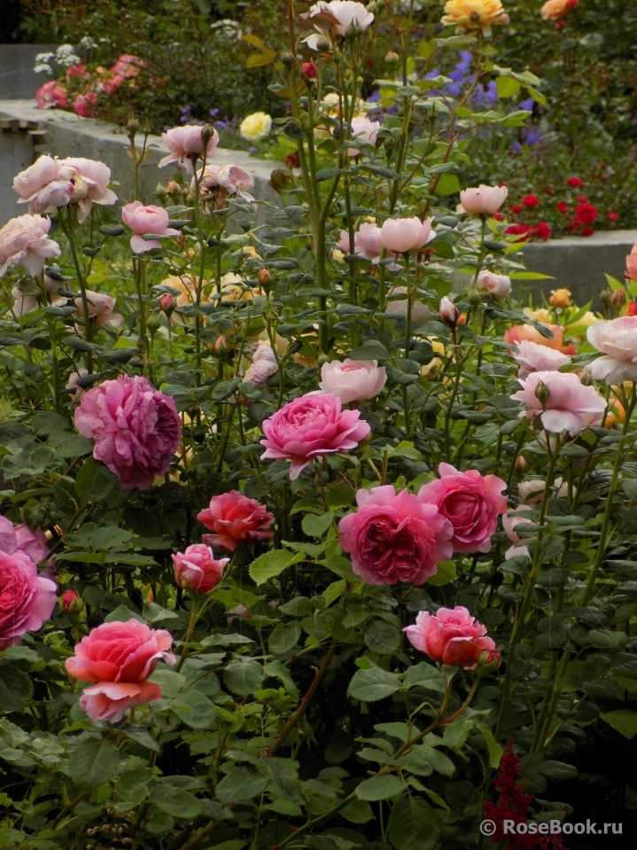 Описание плетистой розы сорта шнеевальцер: нюансы выращивания, как обрезать