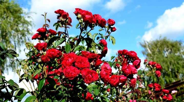 Роза жасмина: описание плетистого сорта, правила ухода в домашних условиях