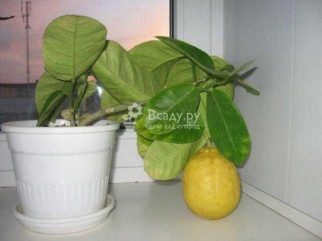 Сорт лимона павловский: фото, отзывы, описание, характеристики.
