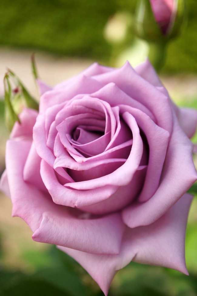 Чем роза флорибунда отличается от чайно-гибридной? особенности и отличия роз. какая из них лучше?